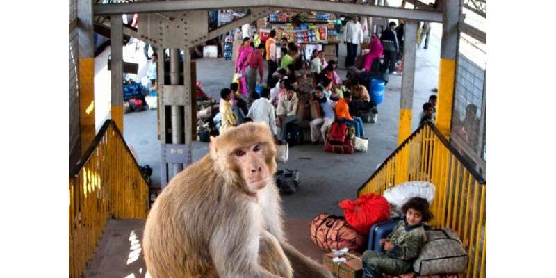 نوجوان لنگوروں کابھیس بناکر بندروں کو بھگاتے ہیں،بھارتی وزیرشہری ..