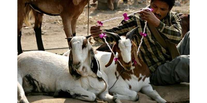 بھارتی ریاست ہماچل پردیش میں جانوروں کی قربانی پر پابندی عائدکردی ..