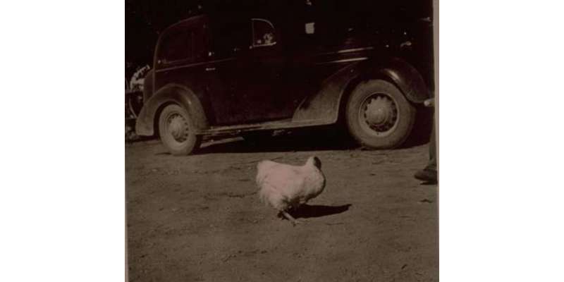 امریکہ ،وہ مرغا جو سر کٹنے کے بعد بھی اٹھارہ ماہ تک زندہ رہا