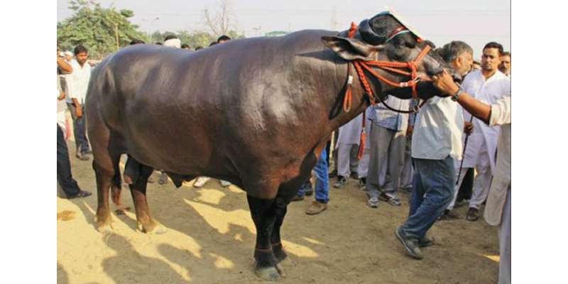 ہندوستانی بیوپاری کا 7کروڑ میں بیل بیچنے سے انکار