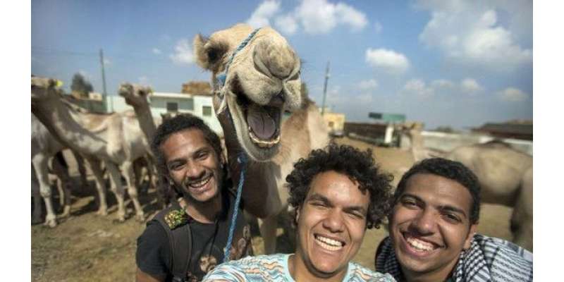مسکراتے اونٹ نے مصری نوجوانوں کو ’ہیرو‘ بنا دیا
