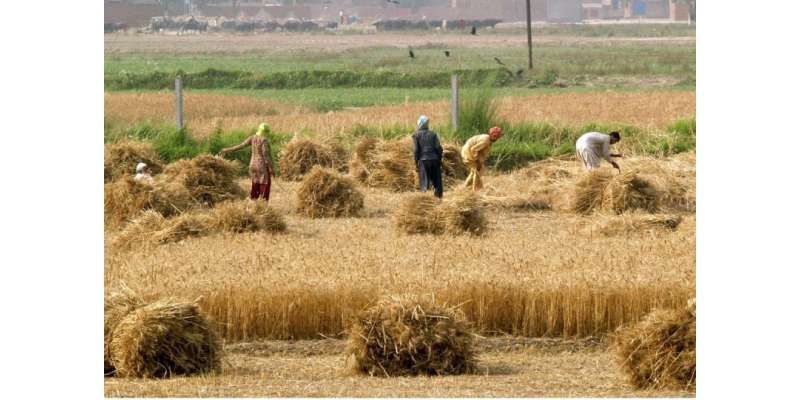 پاکستان کی جی ڈی پی میں زراعت کا حصہ 21فیصد رہ گیا ، عالمی بینک کی رپورٹ