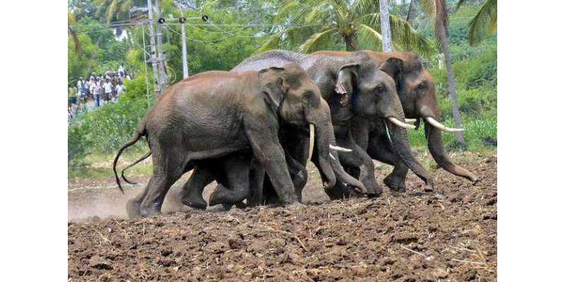 تامل ناڈو میں کھیتوں کو ہاتھیوں سے بچانے کیلئے نقلی شیروں کا طریقہ ..