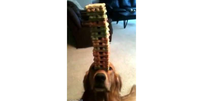 ٹیکساس‘کارسن نامی کتے نے 50بسکٹس اٹھا کر عالمی ریکارڈ بنا ڈالا