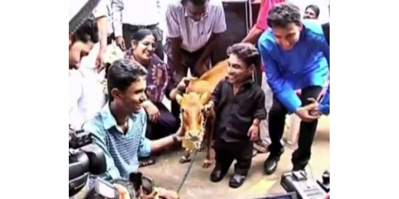 بھارت نے دنیا کی سب سے پستہ قد گائے رکھنے کا ریکارڈ اپنے نام کرلیا