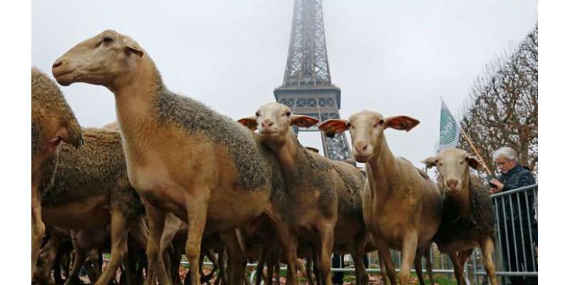 فرانس‘ بھیڑوں کا بھیڑیوں کے خلاف انوکھا احتجاجی مظاہرہ