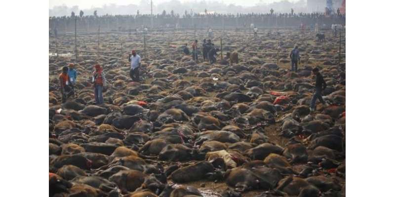 نیپال‘گا دھی مائی کے تہوار کے موقع پر لاکھوں مختلف جانوروں کی قربانی ..