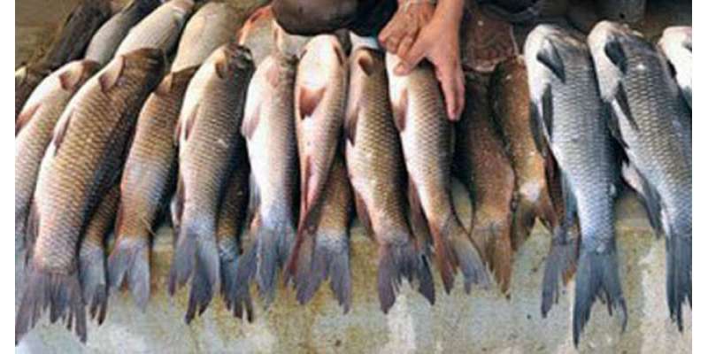 نئی ڈیپ سی پالیسی سے مچھلی کی برآمدات میں 11 فیصد کمی