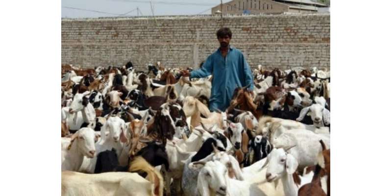 پاکستان بکریاں پالنے کے لحاظ سے دنیا کا تیسرا بڑا ملک بن گیا