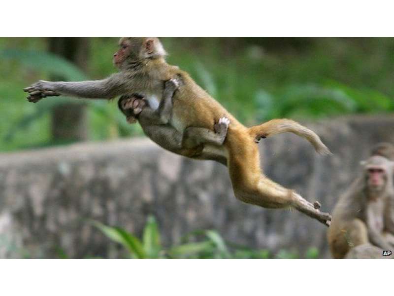 Убегающая обезьяна. Обезьяна прыгает. Обезьяна бежит. Обезьяна в прыжке. Обезьяна бегает.