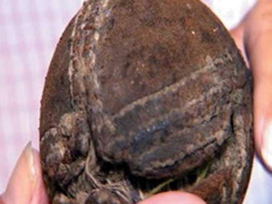 دنیا کی قدیم ترین کرکٹ گیند انگلینڈ میں دریافت