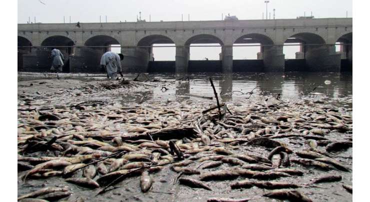 سکھر رائس کنال میں کیمیکل سے کئی مچھلیاں مر گئیں