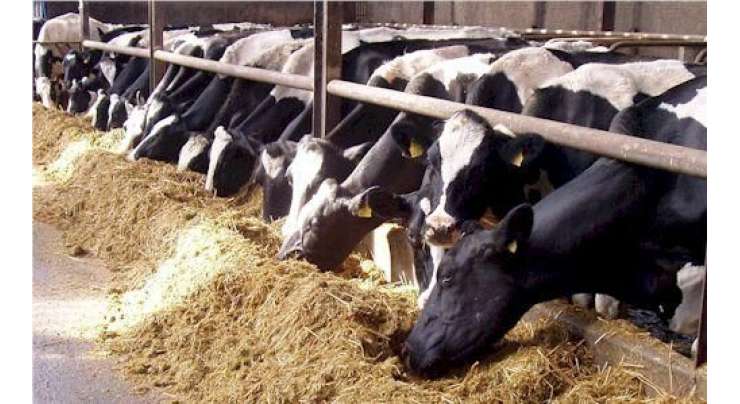 جانوروں کو متوازن غذا، تازہ پانی فراہم کر کے دودھ کی پیداوار میں 20 فیصد اضافہ کیا جاسکتا ہے، محکمہ لائیو سٹاک وڈیری ڈویلپمنٹ