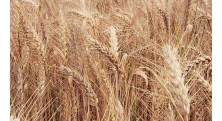 یوکرین سے منگوائی گئی گندم سندھ حکومت کو بھاری پڑگئی، گوداموں میں پڑی لاکھوں ٹن سرکاری گندم سڑنے لگی