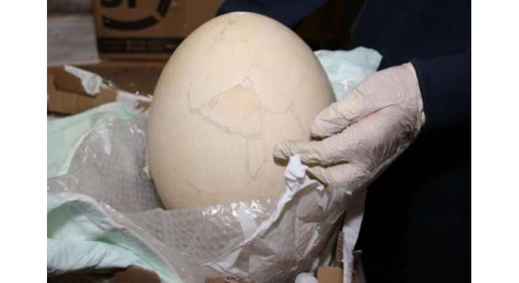 اٹلی کے کسٹم حکام نے پکڑا جناتی انڈہ