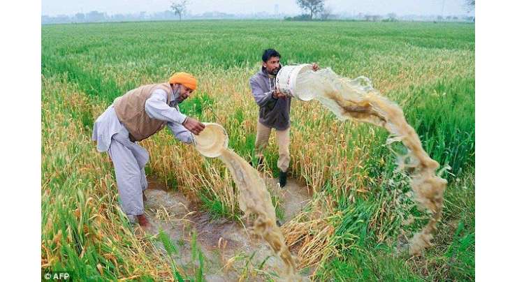 بھارتی ضلع مظفرنگر میں شدید بارشوں سے دلبرداشتہ3 مزید کسان دل کا دورہ پڑنے سے ہلاک