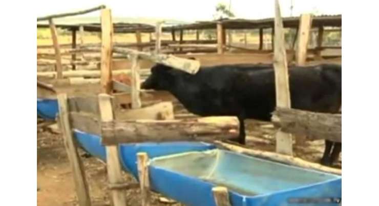 کینیا میں گائے نے چارے کو چھوڑ کر بھیڑوں کو بطور خوراک کھانا شروع کر دیا