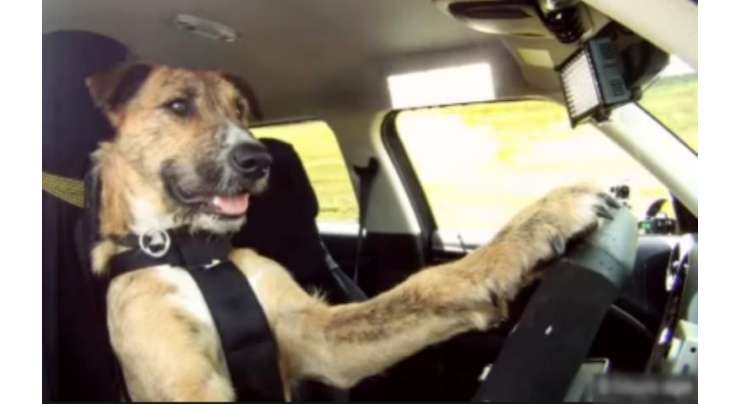 باقاعدہ گاڑی چلانے والے کتے