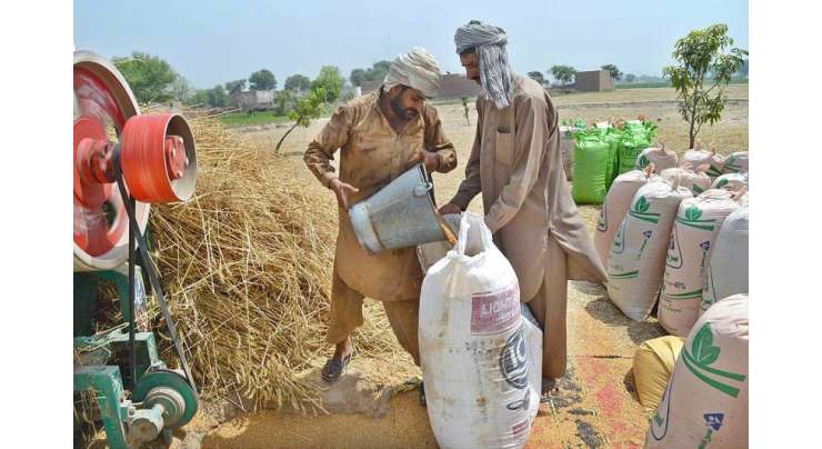 پنجاب حکو مت نے گندم خریداری میں اربوں روپے کی کرپشن کرنے کیلئے تکنیکی بنیادوں کا سہارا لے لیا