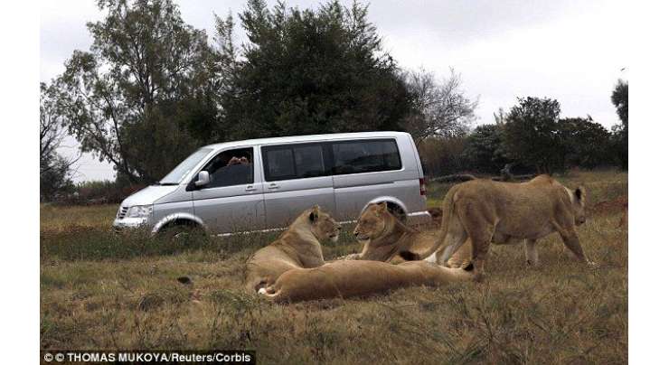 جوہانسبرگ ‘خاتون کے خون سے اپنی پیاس بجھانے والے شیر کے خاندان کا ایک اور شیر پارک سے فرار