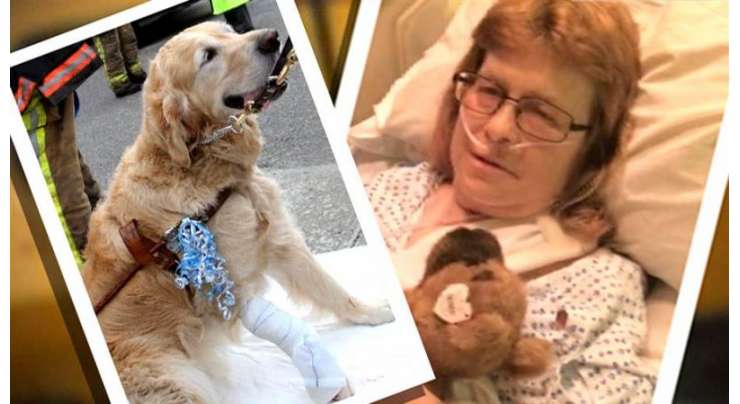 امریکی قصبہ بریوسٹر میں کتا اپنی نابینا مالکن کو بچانے کیلئے بس کے آگے کود گیا