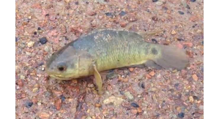 شمالی آسٹریلیا میں پانی سے باہر 6 دن تک زندہ رہنے والی مچھلی دریافت