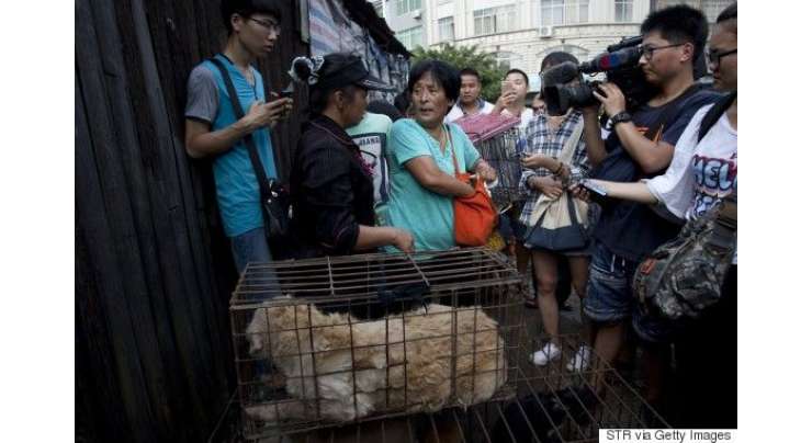 چینی عورت نے 100 کتوں کو خرید لیا۔۔۔