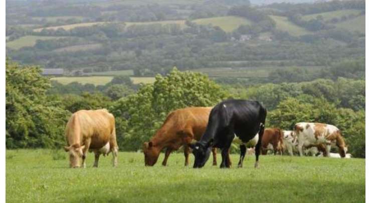 سوئٹزرلینڈ میں گائیوں نے بچھڑوں کو بچانے کے لئے خاتون کو مار ڈالا