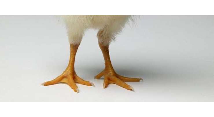 مرغی کی  ایک ٹانگ ڈھائی لاکھ روپے کی