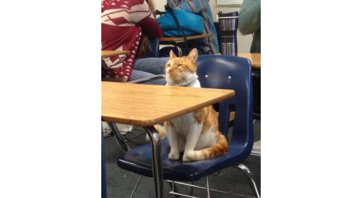 انتظامیہ نے بلی کو سکول میں داخل کر ہی لیا