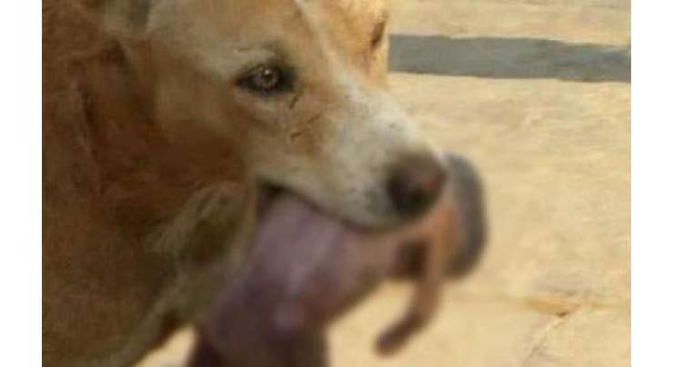 آوارہ کتے کی نوزائیدہ بچے کی جان بچانے کی تصاویر نے سوشل میڈیا پر دھوم مچا دی