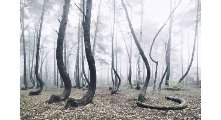 پولینڈ کا پراسرار جنگل، سائنسدان بھی معلوم نہ کر سکے کہ ایسا کیوں ہے
