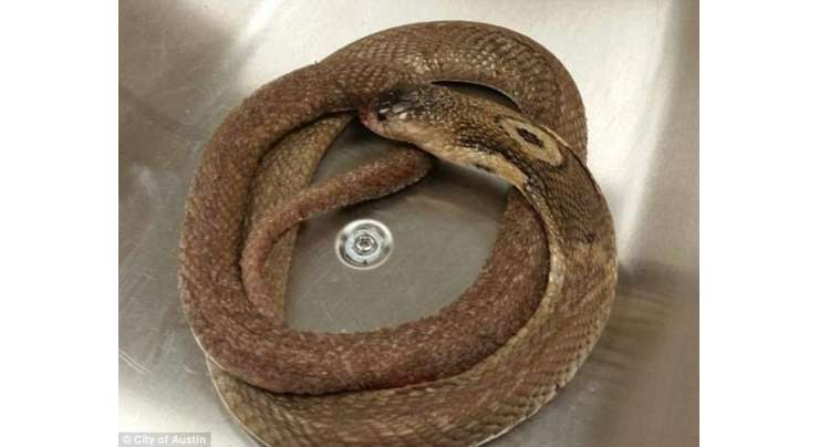 نوجوان نے اپنے پالتو  زہریلے سانپ سے خود کو  کٹواکر خودکشی کرلی