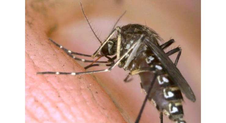 ملیریا سے بچائوکا عالمی دن پرسوں منایا جائیگا