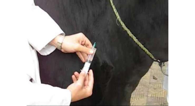 پنجاب میں گائے کو لگائے جانے والے انجکشن سے حاصل کردہ دودھ سے مضر صحت اثرات کا انکشاف