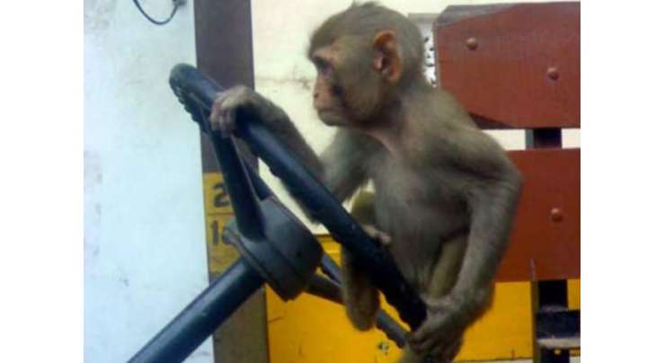 بھارت میں بندر نے بس کو دوسری گاڑیوں سے ٹکرا دیا