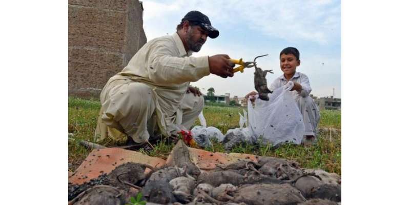 پشاور ، شہری نے طاعون کا باعث بننے والے ایک لاکھ سے زائد چوہے مار ڈالے،