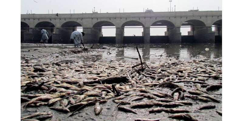 سکھر رائس کنال میں کیمیکل سے کئی مچھلیاں مر گئیں
