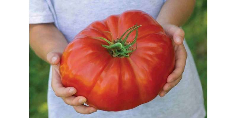 دنیا کا سب سے بڑا ٹماٹر