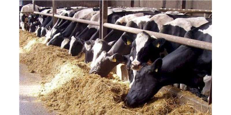 جانوروں کو متوازن غذا، تازہ پانی فراہم کر کے دودھ کی پیداوار میں 20 فیصد ..