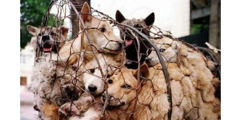 کراچی میں کتوں کے گوشت کی فروخت ڈرامہ نکلی