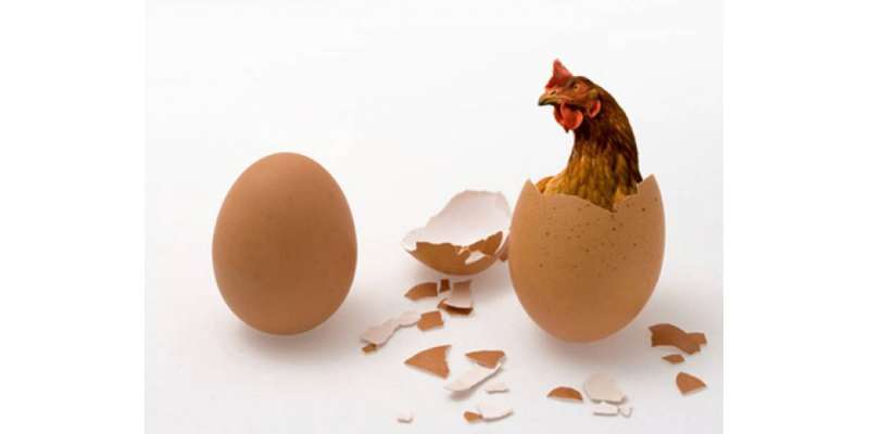 انڈہ پہلے آیا یا مرغی ، پراسرارسوال کا جواب مل گیا