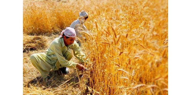 پنجاب حکومت کا کسانوں سے گندم کی خریداری 15 اپریل سے شروع کرنے کا اعلان