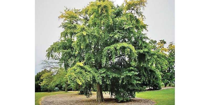 جنکجوبلابا “ ایسا درخت جسے ایٹم بم بھی نقصان نہیں پہنچا سکتا