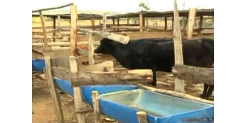کینیا میں گائے نے چارے کو چھوڑ کر بھیڑوں کو بطور خوراک کھانا شروع کر ..