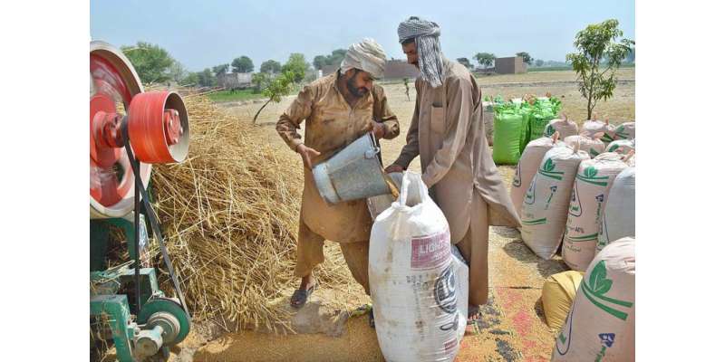 پنجاب حکو مت نے گندم خریداری میں اربوں روپے کی کرپشن کرنے کیلئے تکنیکی ..