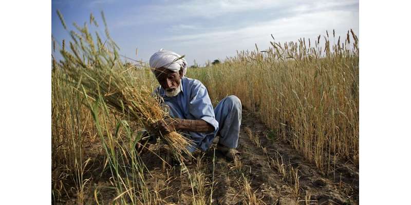 پنجاب حکومت کا40لاکھ ٹن گندم خریدنے کادعویٰ محض من پسند افراد کو نوازنے ..