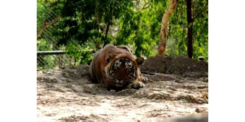 بھارت ‘ راجستھان میں عدالت نے آدم خور شیر کو آزاد کرنے کی درخواست مسترد ..