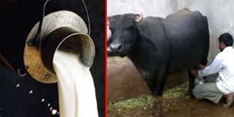 ملک میں دودھ مہنگا ہونے کی وجہ فی جانور دودھ کی کم پیداوار ہے، لائیو ..