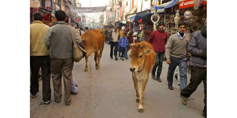 بھارت: گائے کے گوشت کے بعد انڈ ے کھانے پر بھی پابندی عائد